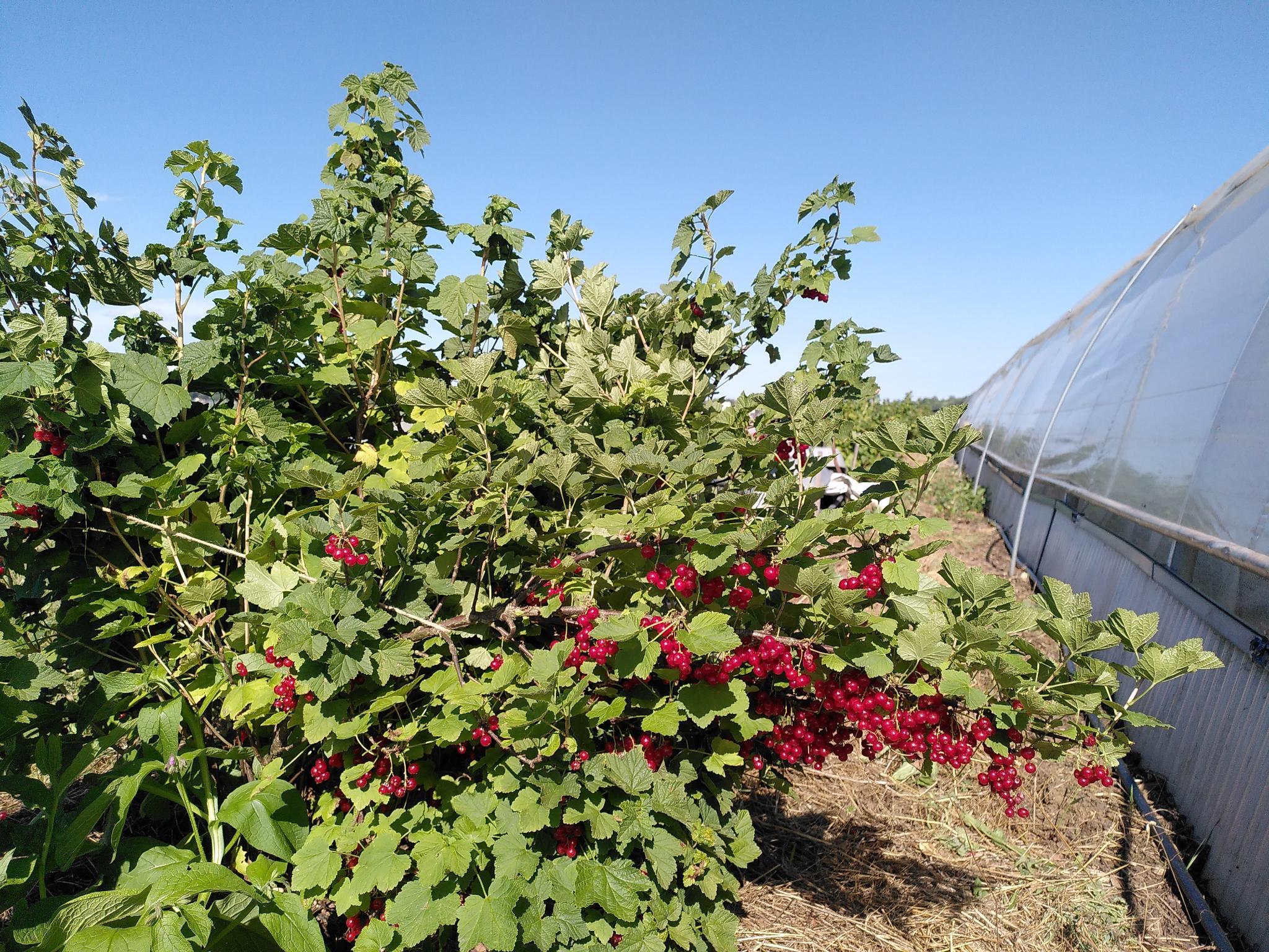 Beeren pflücken