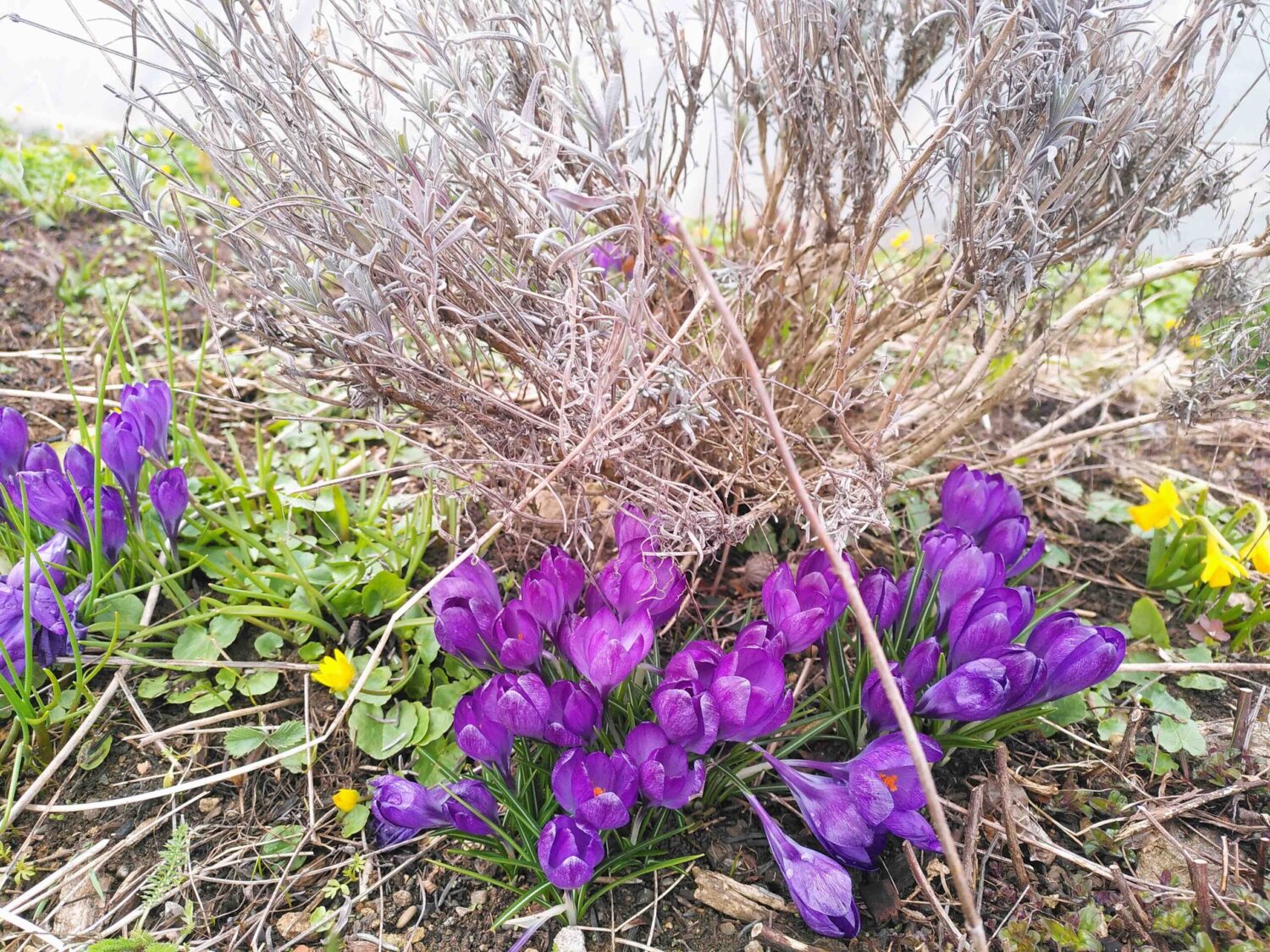 Frühblüher stecken